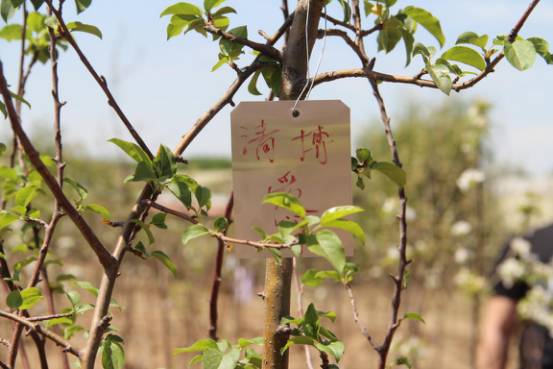 清博愛心公益活動(dòng)走進(jìn)太陽村，關(guān)愛弱勢群體，認(rèn)養(yǎng)愛心樹