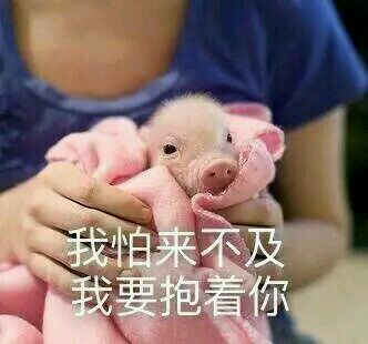 吸貓營銷全釋義！看完覺得自己豬狗不如……